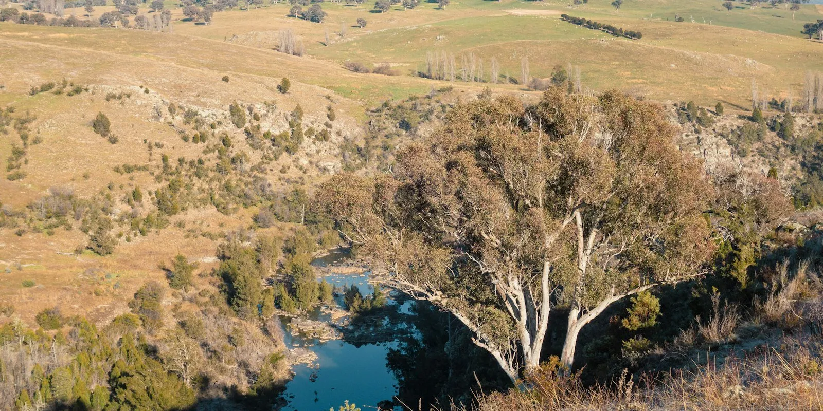 The Murray