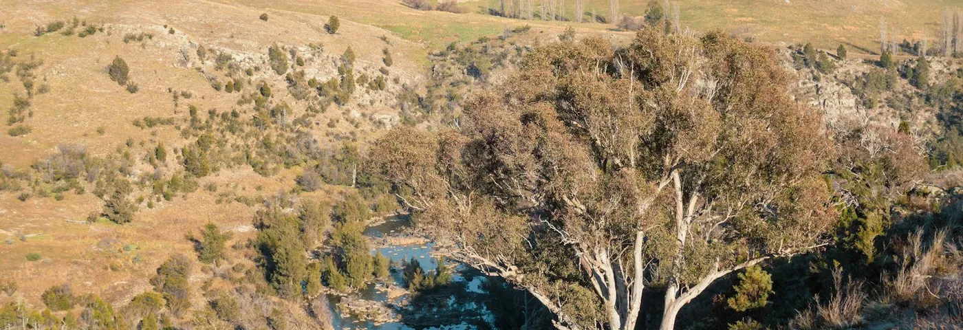 The Murray