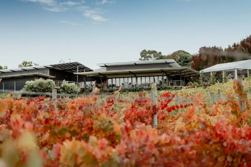Balgownie Estate viewed through the autumn vineyard