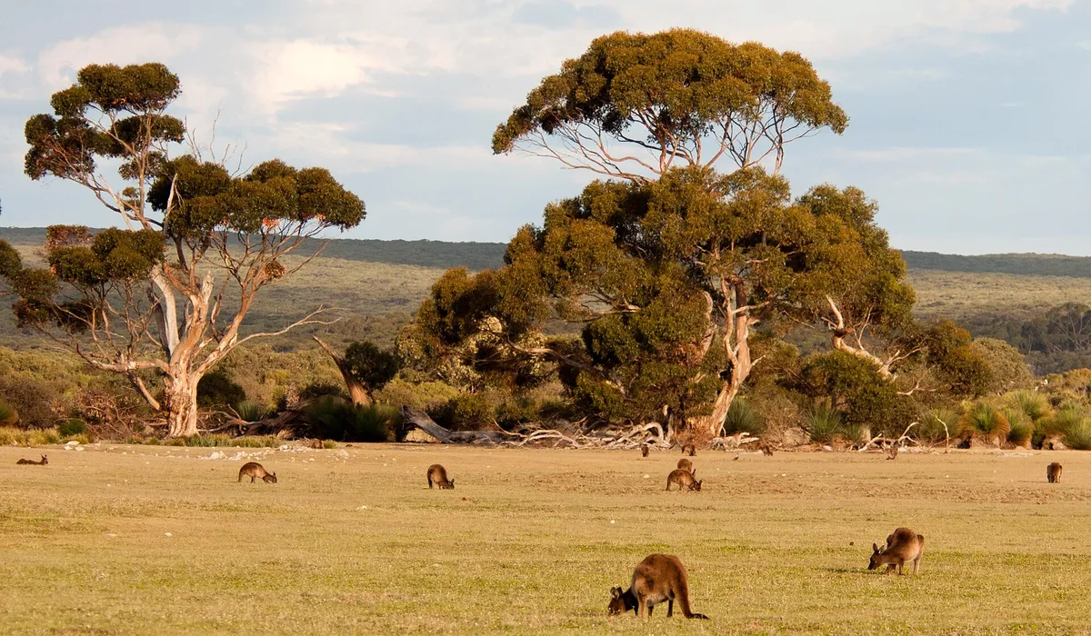 Kangaroo Island: kangaroos grazing in a grassy landscape