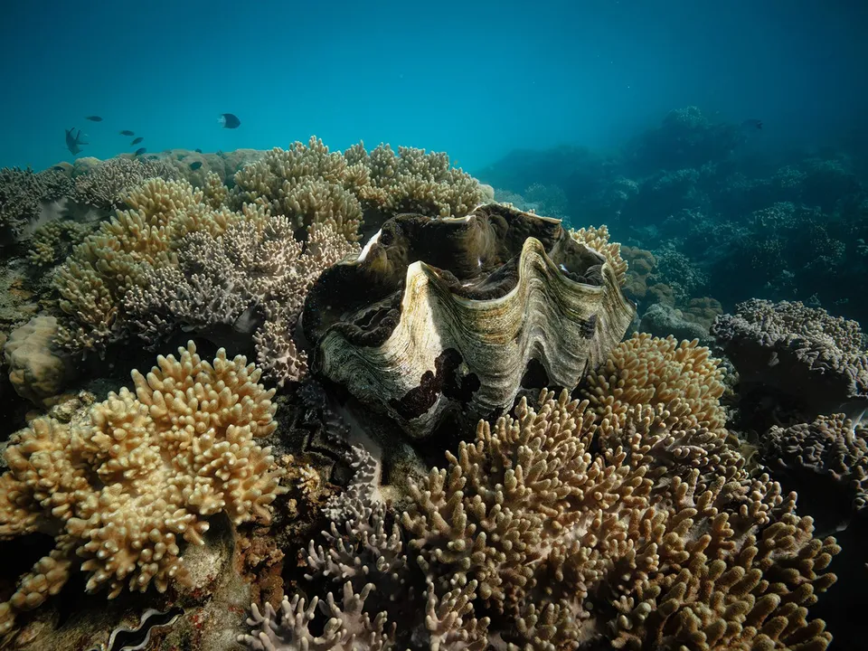 Giant clam on the reef off Lizard Island