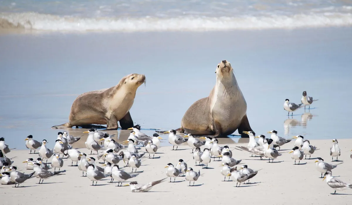Australian sea lions and terns on a Kangaroo Island beach