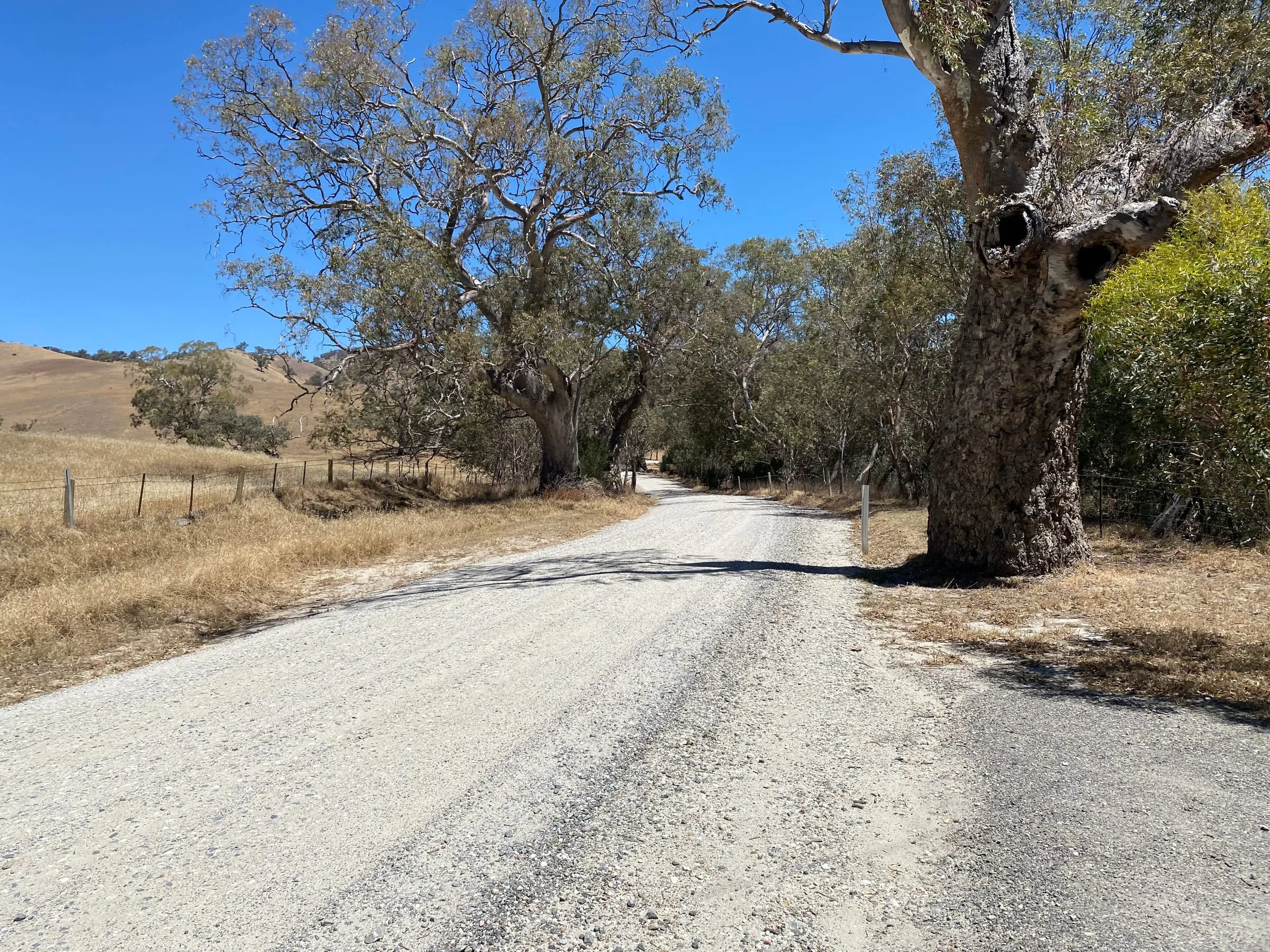 A gravel road between large old gum trees and dry paddocks under a blue sky